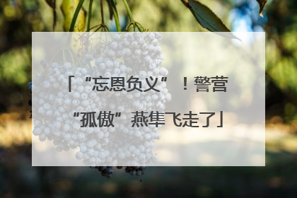 “忘恩负义”！警营“孤傲”燕隼飞走了