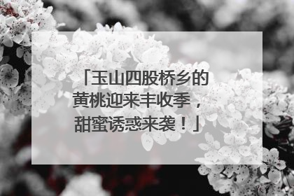 玉山四股桥乡的黄桃迎来丰收季，甜蜜诱惑来袭！