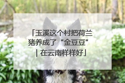 玉溪这个村把荷兰猪养成了“金豆豆”｜在云南样样好