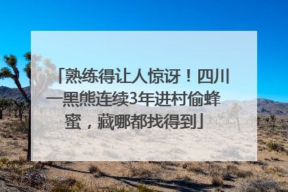 熟练得让人惊讶！四川一黑熊连续3年进村偷蜂蜜，藏哪都找得到