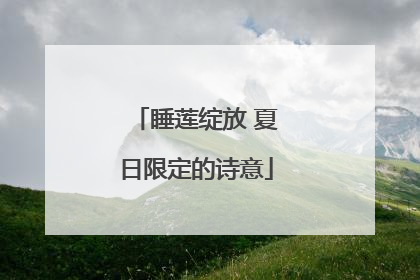 睡莲绽放 夏日限定的诗意