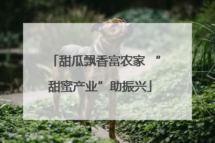 甜瓜飘香富农家 “甜蜜产业”助振兴