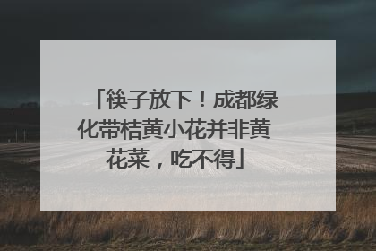筷子放下！成都绿化带桔黄小花并非黄花菜，吃不得