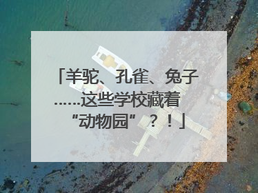 羊驼、孔雀、兔子……这些学校藏着 “动物园”？！