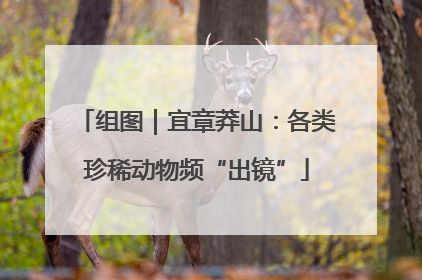 组图｜宜章莽山：各类珍稀动物频“出镜”