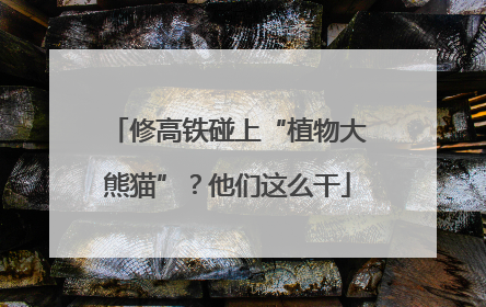 修高铁碰上“植物大熊猫”？他们这么干