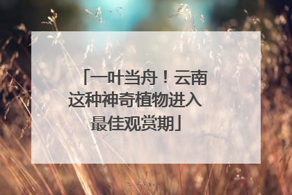 一叶当舟！云南这种神奇植物进入最佳观赏期