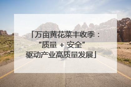 万亩黄花菜丰收季：“质量 + 安全” 驱动产业高质量发展