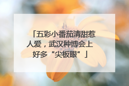 五彩小番茄清甜惹人爱，武汉种博会上好多“尖板眼”