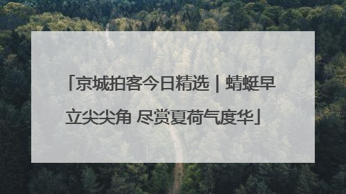 京城拍客今日精选｜蜻蜓早立尖尖角 尽赏夏荷气度华