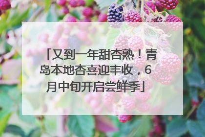 又到一年甜杏熟！青岛本地杏喜迎丰收，6月中旬开启尝鲜季