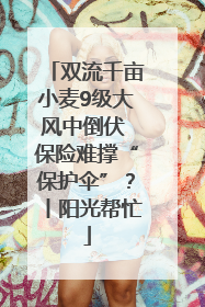 双流千亩小麦9级大风中倒伏 保险难撑“保护伞”？丨阳光帮忙