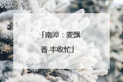南漳：麦飘香 丰收忙