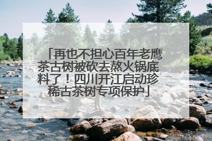 再也不担心百年老鹰茶古树被砍去熬火锅底料了！四川开江启动珍稀古茶树专项保护
