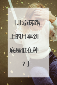 北京环路上的月季到底是谁在种？