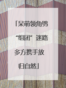 呆萌领角鸮“组团”迷路 多方携手放归自然