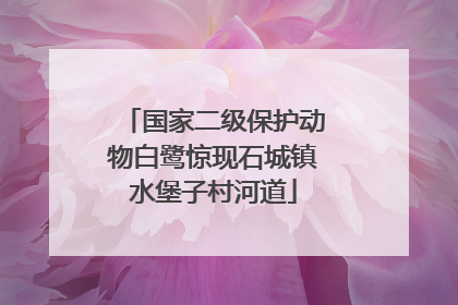 国家二级保护动物白鹭惊现石城镇水堡子村河道