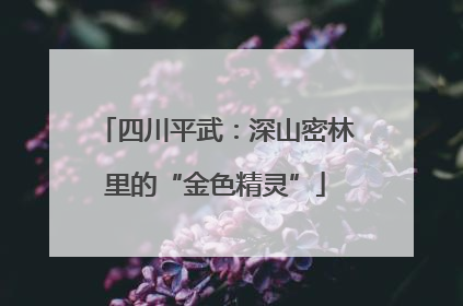 四川平武：深山密林里的“金色精灵”