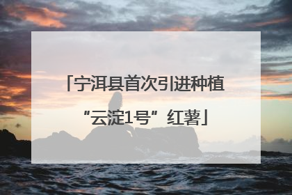 宁洱县首次引进种植“云淀1号”红薯