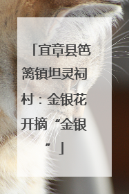 宜章县笆篱镇坦灵祠村：金银花开摘“金银”