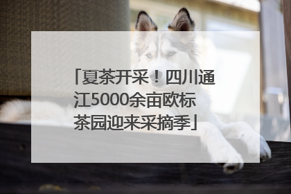 夏茶开采！四川通江5000余亩欧标茶园迎来采摘季
