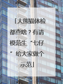 大熊猫体检都查啥？有请模范生“七仔”给大家做个示范