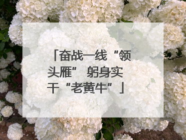 奋战一线“领头雁” 躬身实干“老黄牛”