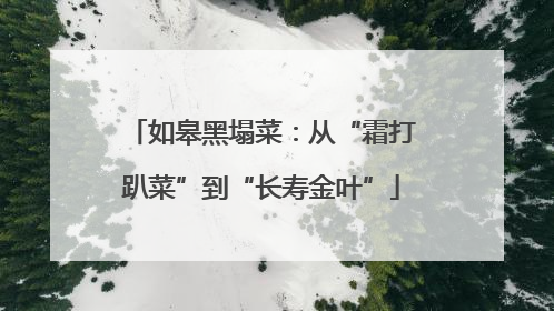 如皋黑塌菜：从“霜打趴菜”到“长寿金叶”