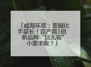 威海环翠：麦穗比手掌长！亩产高1倍 新品种“巨无霸”小麦丰收！