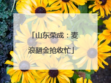 山东荣成：麦浪翻金抢收忙