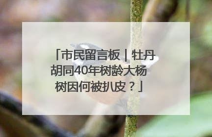 市民留言板｜牡丹胡同40年树龄大杨树因何被扒皮？