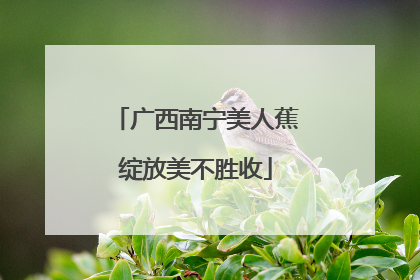 广西南宁美人蕉绽放美不胜收