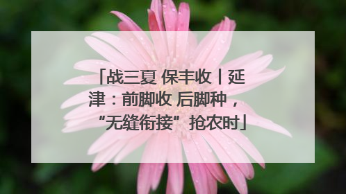 战三夏 保丰收丨延津：前脚收 后脚种，“无缝衔接”抢农时