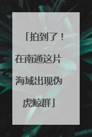 拍到了！在南通这片海域出现伪虎鲸群