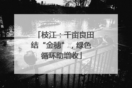 枝江：千亩良田结“金穗”，绿色循环助增收