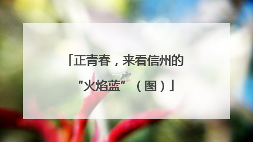 正青春，来看信州的“火焰蓝”（图）