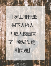 树上排排坐 树下人挤人！厦大校园来了一窝猫头鹰引围观