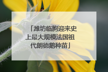 潍坊临朐迎来史上最大规模法国祖代朗德鹅种苗