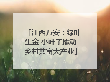江西万安：绿叶生金 小叶子撬动乡村共富大产业