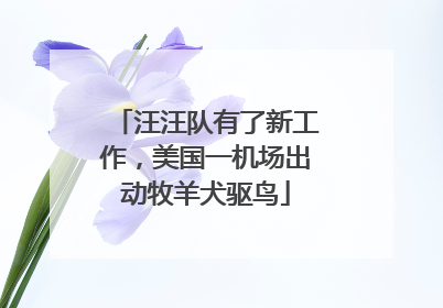 汪汪队有了新工作，美国一机场出动牧羊犬驱鸟