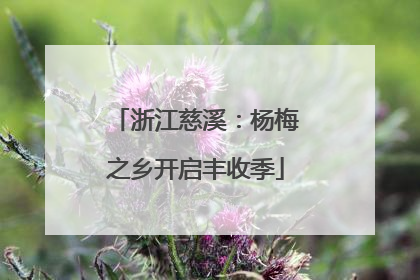 浙江慈溪：杨梅之乡开启丰收季