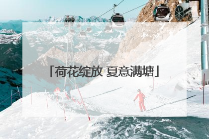 荷花绽放 夏意满塘