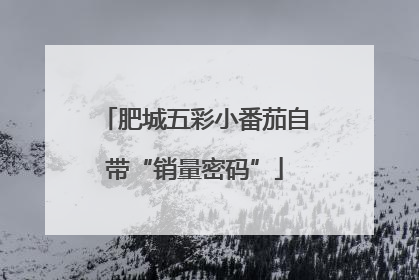 肥城五彩小番茄自带“销量密码”
