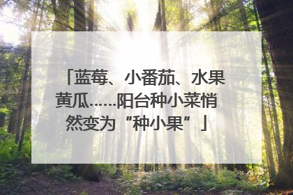 蓝莓、小番茄、水果黄瓜……阳台种小菜悄然变为“种小果”