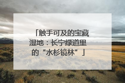 触手可及的宝藏湿地：长宁绿道里的“水杉镜林”
