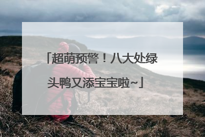 超萌预警！八大处绿头鸭又添宝宝啦~