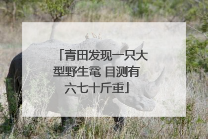 青田发现一只大型野生鼋 目测有六七十斤重