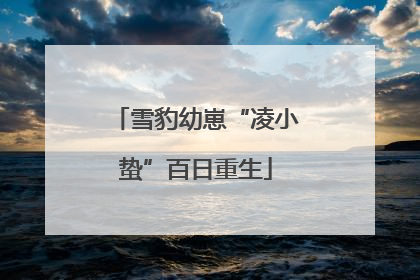 雪豹幼崽“凌小蛰”百日重生