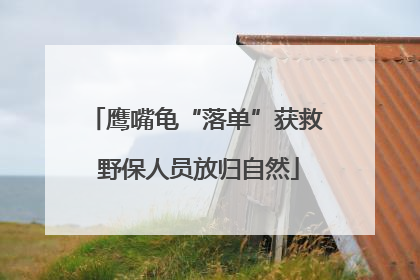 鹰嘴龟“落单”获救 野保人员放归自然