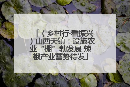（乡村行·看振兴）山西天镇：设施农业“棚”勃发展 辣椒产业蓄势待发